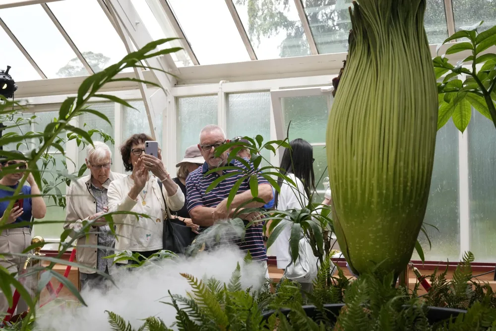 Putricia the Corpse Flower Attracts Thousands to Sydney for a Stinky Spectacle