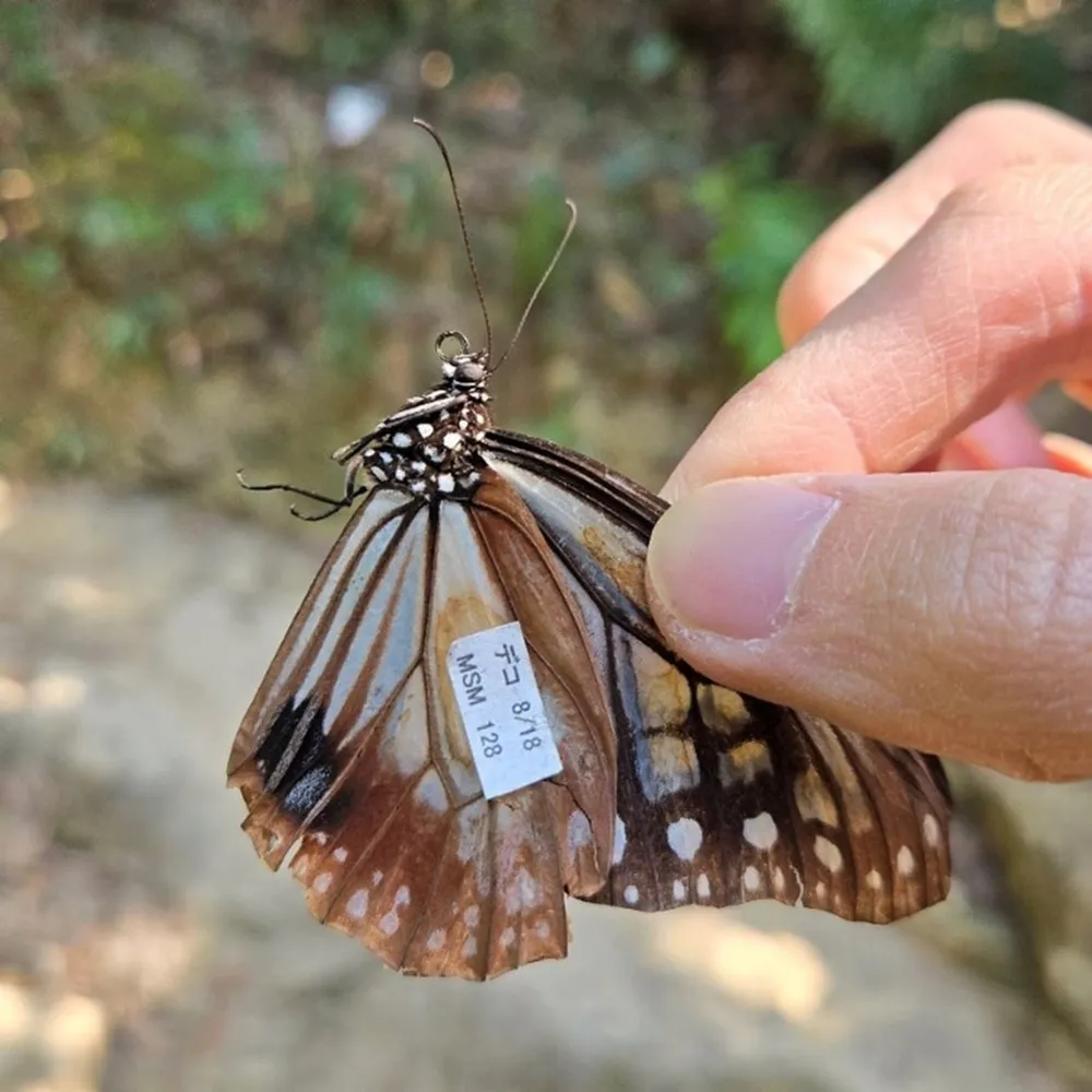 Rare butterfly sets new migratory record by traveling 3,000km from Japan to Hong Kong