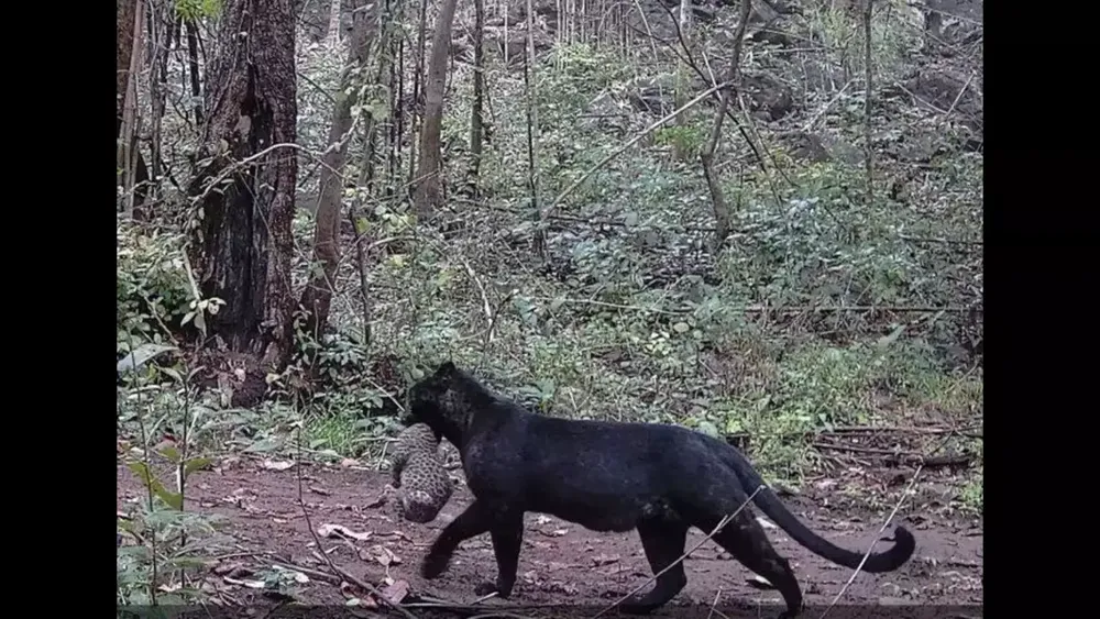 Rare melanistic leopard and cub sighted in Odisha's Nayagarh district