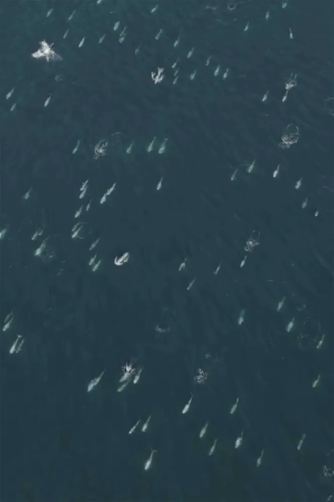 Rare Super Pod of Over 1,500 Dolphins Caught on Drone Video Off California Coast