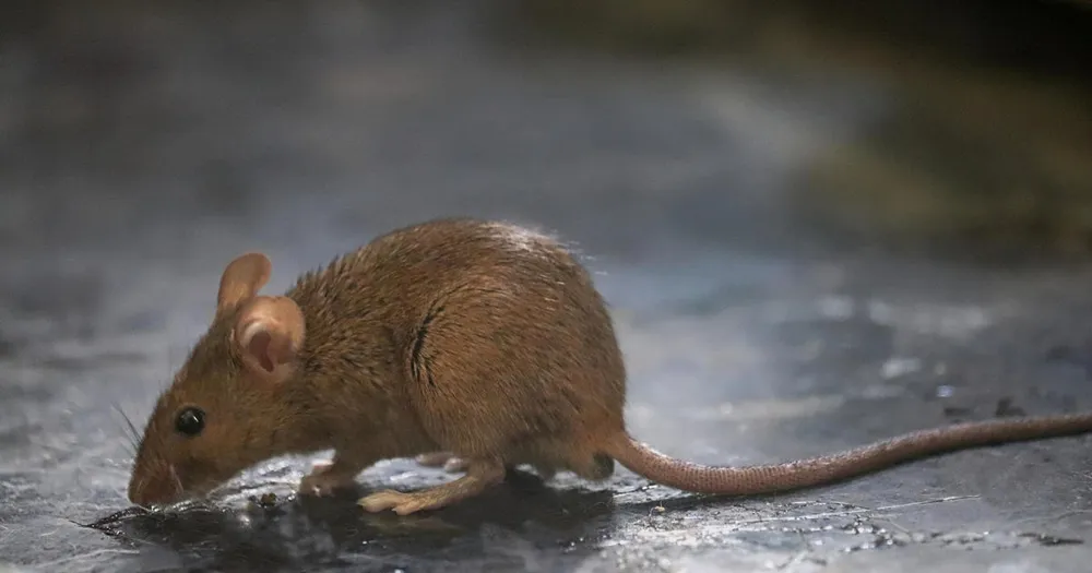 Rats Invade Houston Police Evidence Room, Threatening Thousands of Drug Cases