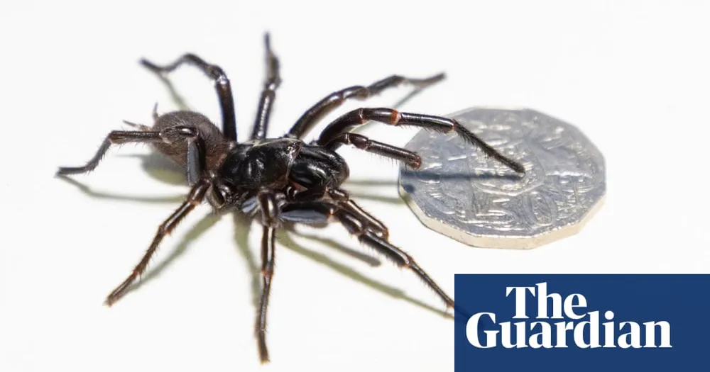 Record-Breaking Sydney Funnel-Web Spider 'Hemsworth' to Provide Venom for Anti-Venom Program