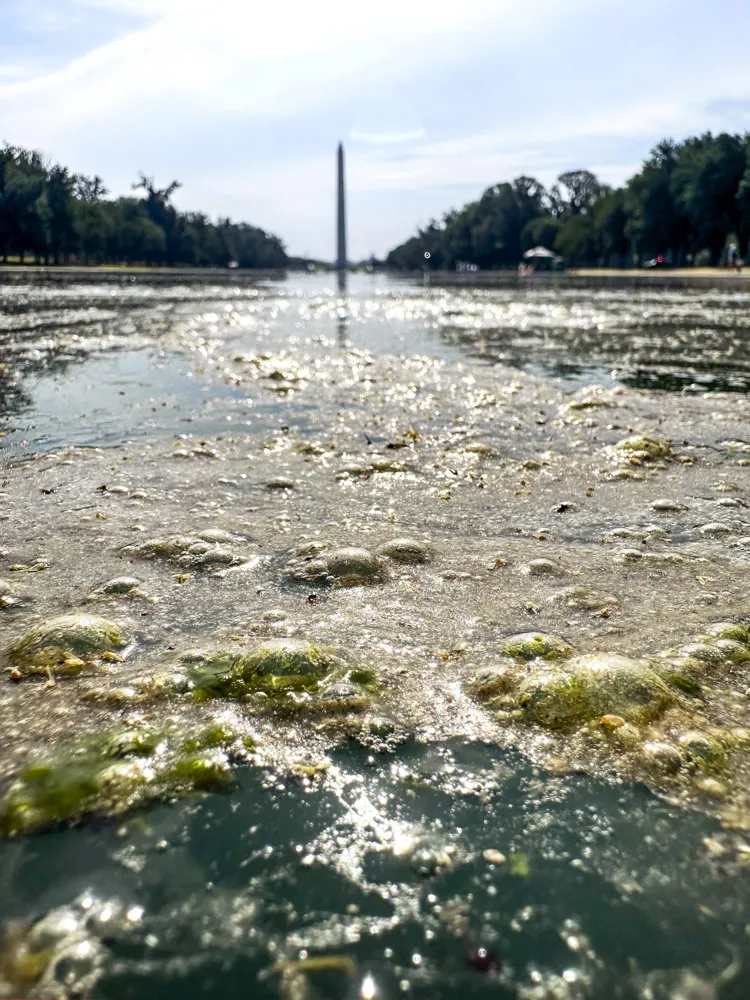 Reflecting Pool to be Drained Again as Trump Blames Vandals for Damage