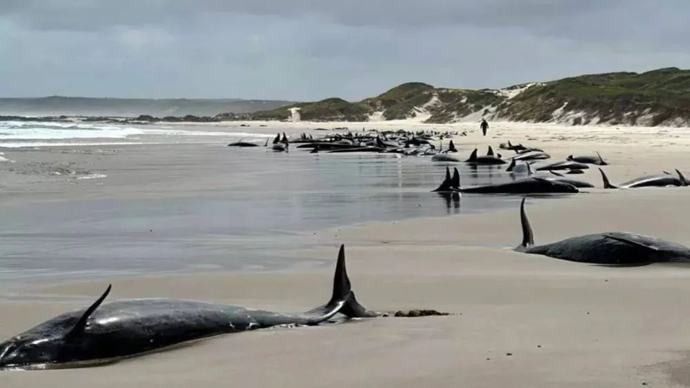 Endangered False Killer Whales Mass Stranded in Tasmania; Rescue Efforts Turn to Euthanasia