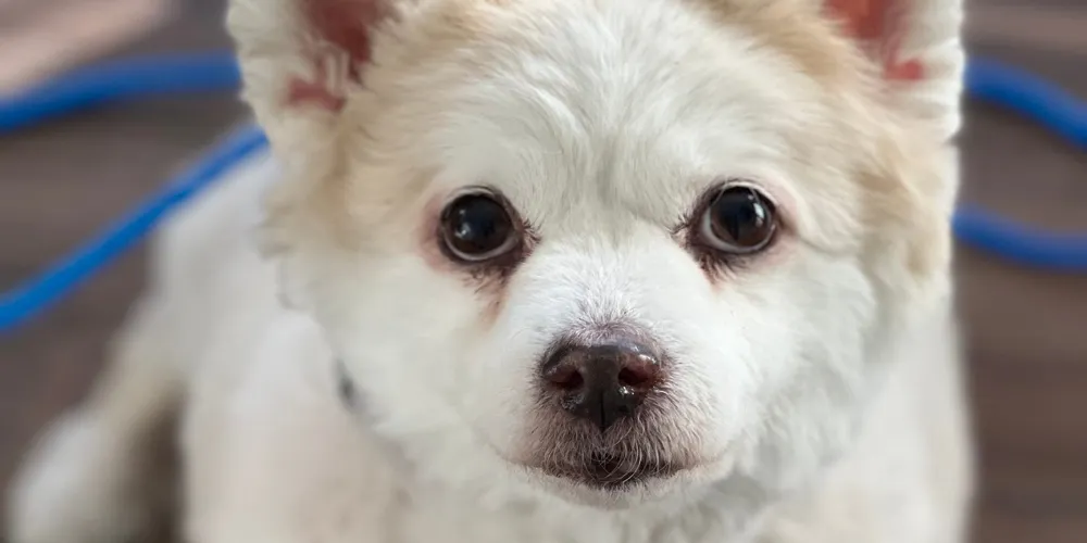 Rescue Groups Save Animals from LA Wildfires Amid Shelter Overcapacity