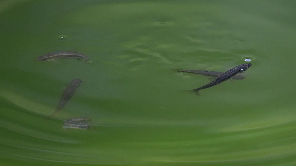 Research Reveals Endangered Snail Darter is Not a Distinct Species