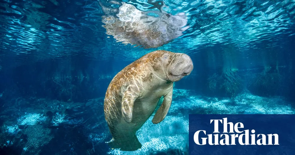 Research Reveals Florida Manatees Are Not Native to the Region