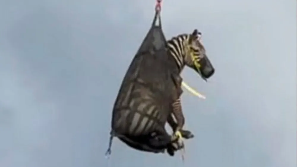 Runaway zebra Ed captured in Tennessee after week-long escapade