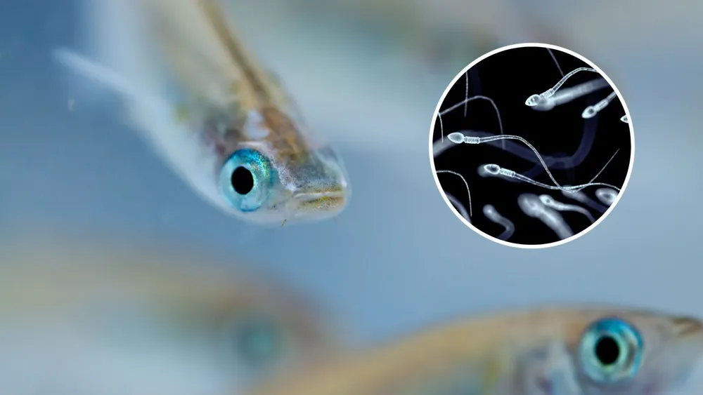 Scientists Discover Medaka Fish Can Mate Up to 27 Times a Day