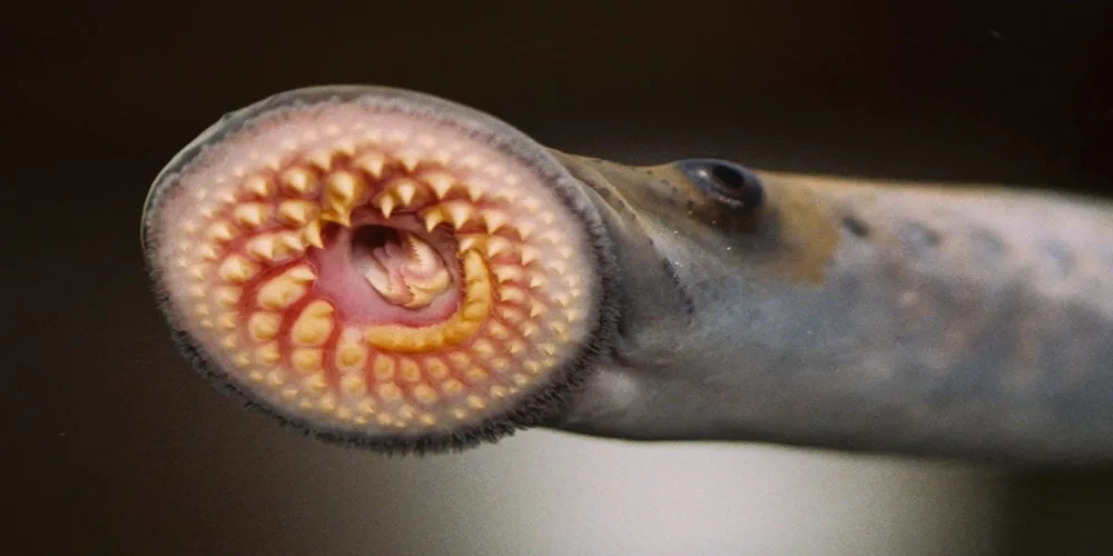 Sea Lamprey Populations Surge in Great Lakes, Exceeding Control Targets in 2024