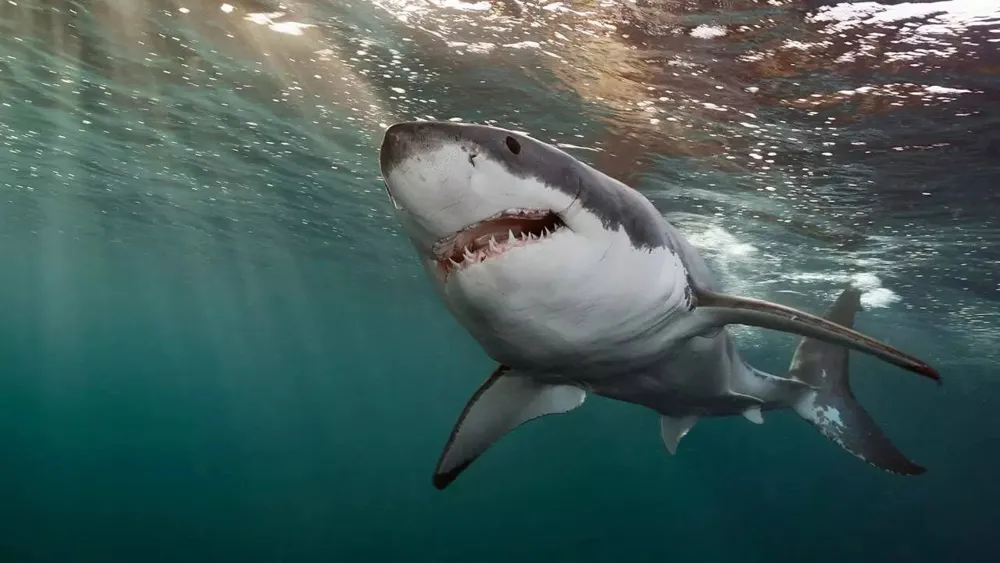 Search operation underway for missing swimmer feared to be involved in shark attack