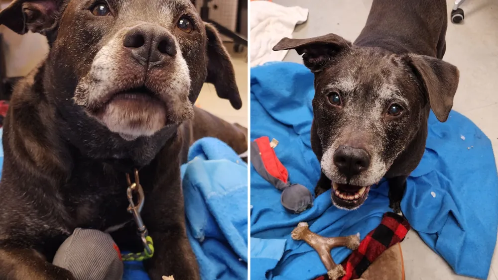 Senior Dog Lori Cries Softly in Shelter After Owner's Death