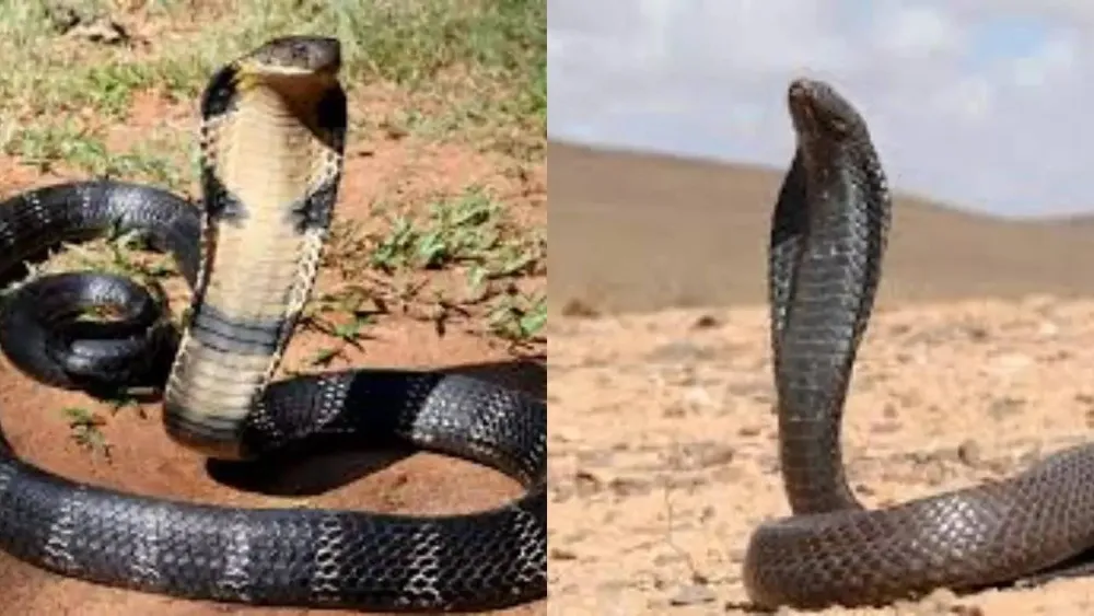 Seven Deadly Cobra Species with Potent Venom