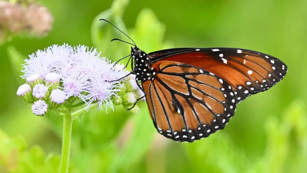 A Comprehensive Study Reveals a 22% Decline in Butterfly Populations Across the U.S.
