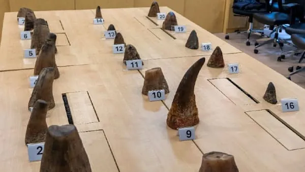 Singapore's Record Seizure of Smuggled Rhino Horns Valued at Over S$1 Million