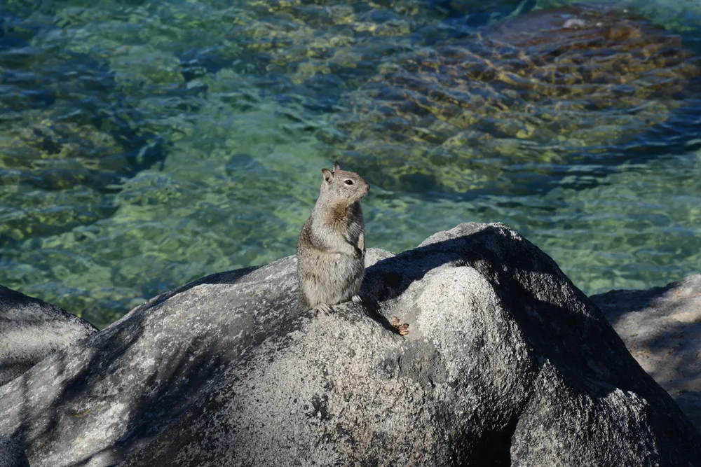 South Lake Tahoe Resident Tests Positive for Plague After Flea Bite