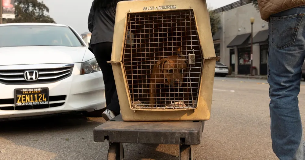 Southern California Wildfires Force Evacuations, Over 300 Pets Rescued in Los Angeles