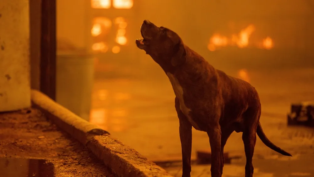 Southern California Wildfires Prompt Vacant Animal Hospital to Shelter Pets