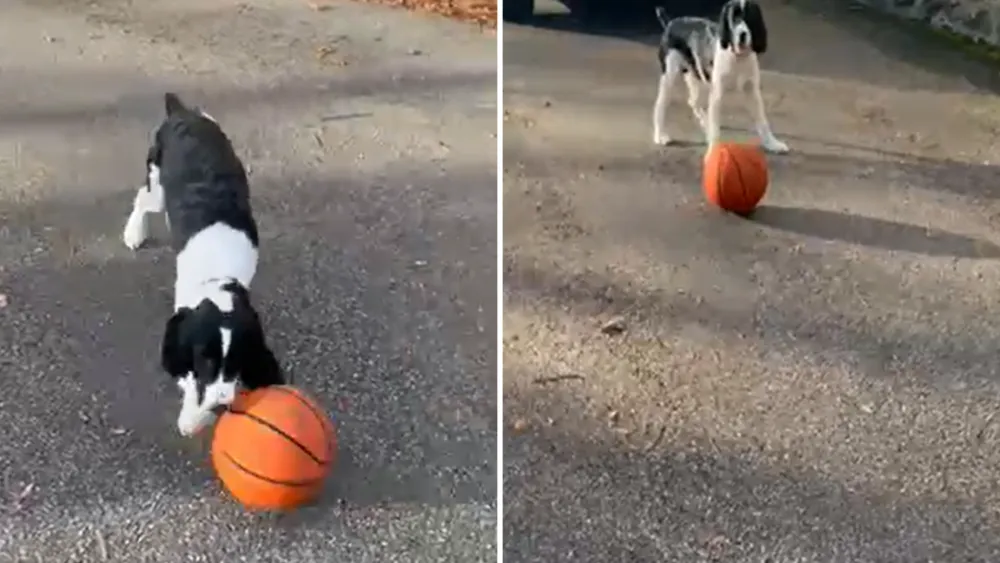 Springer Spaniel Archie Wins Pet of the Week for Basketball Skills and Joyful Spirit