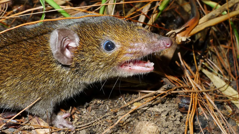 Strange New Species of 2024: Vampire Hedgehogs, Pirate Spiders, and More