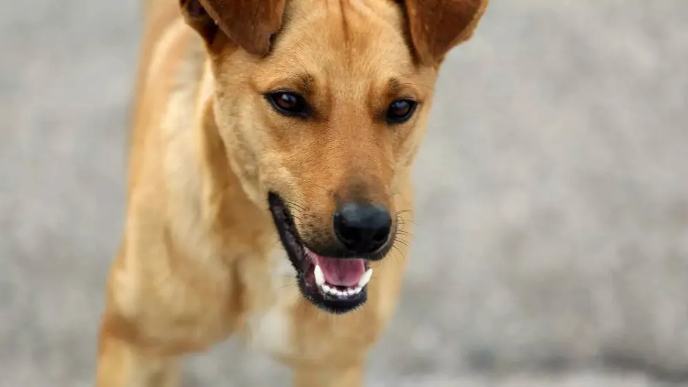 Stray Dog Becomes First Traveler Across Romania's Border Post Schengen Membership