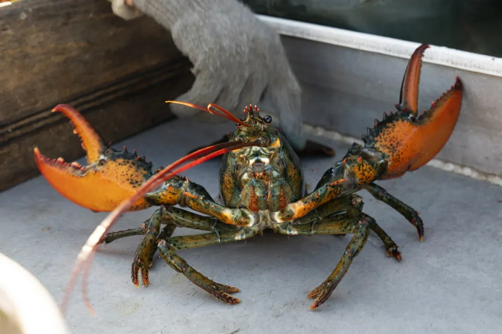 Stricter lobster fishing regulations abandoned due to industry backlash