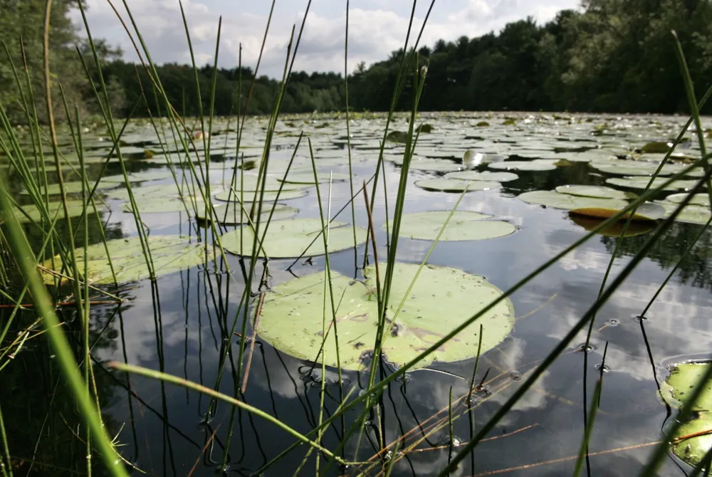 Study reveals alarming extinction risk for one in four freshwater species