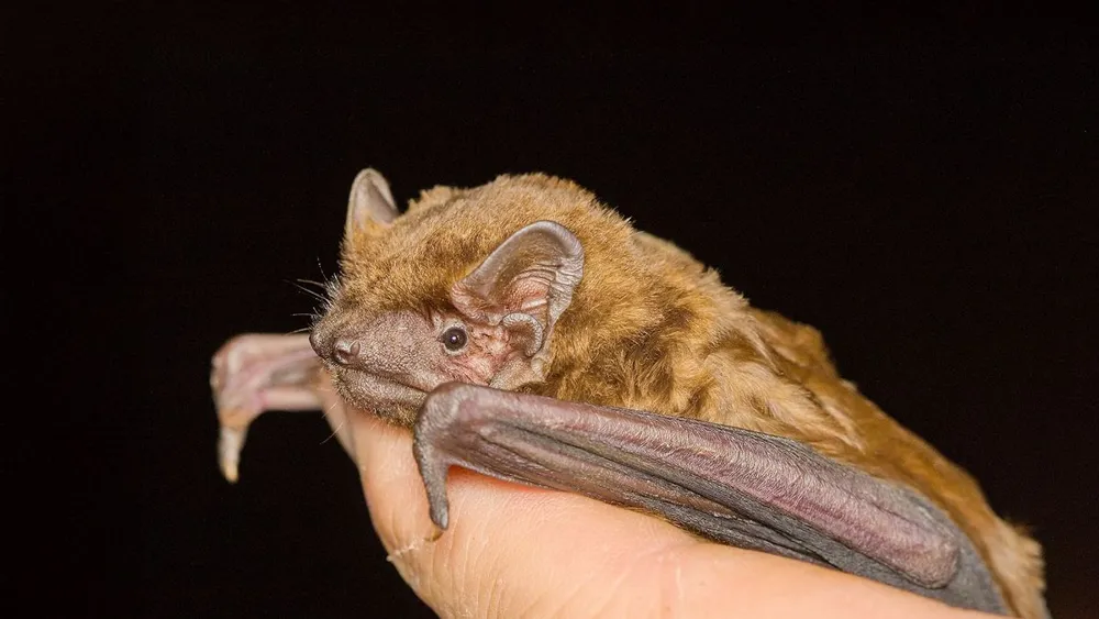 Study Shows Bats Use Storms to Aid Migration