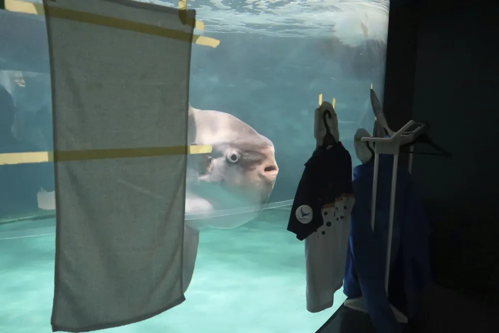 Sunfish in Japan Recovers After Keepers Use Human Cutouts to Alleviate Loneliness During Aquarium Closure