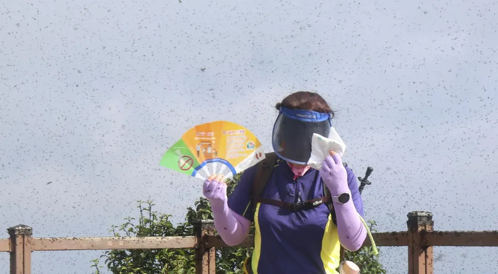 Swarms of 'Lovebugs' Invade Seoul Amid Rising Temperatures