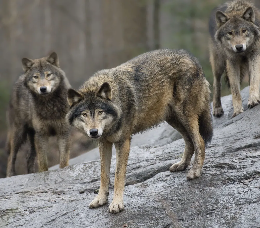 Sweden Initiates Controversial Wolf Cull, Allowing Nearly 10% of Population to Be Killed