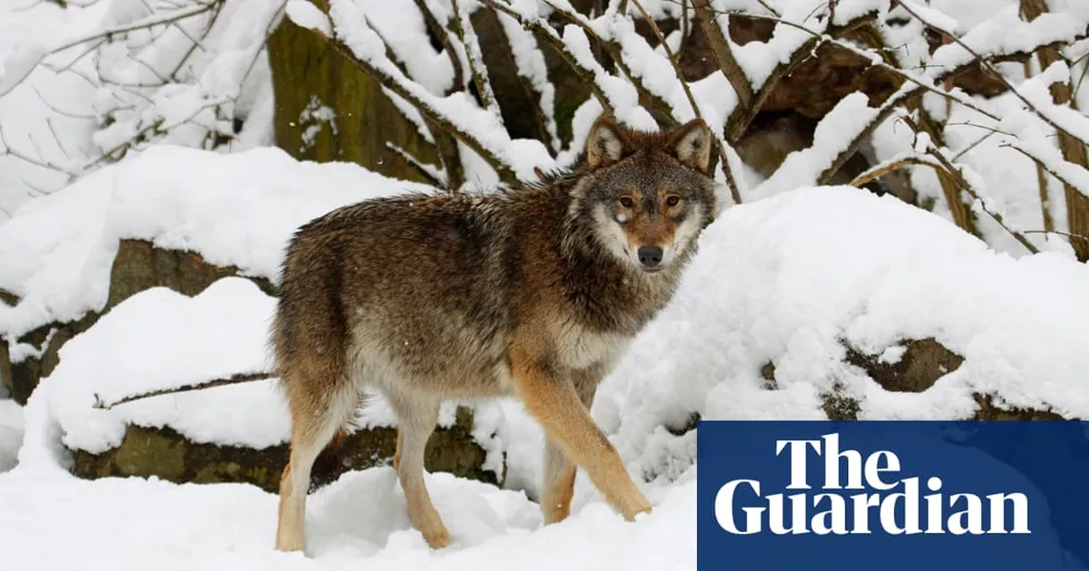 Sweden Initiates Controversial Wolf Hunt to Halve Endangered Population