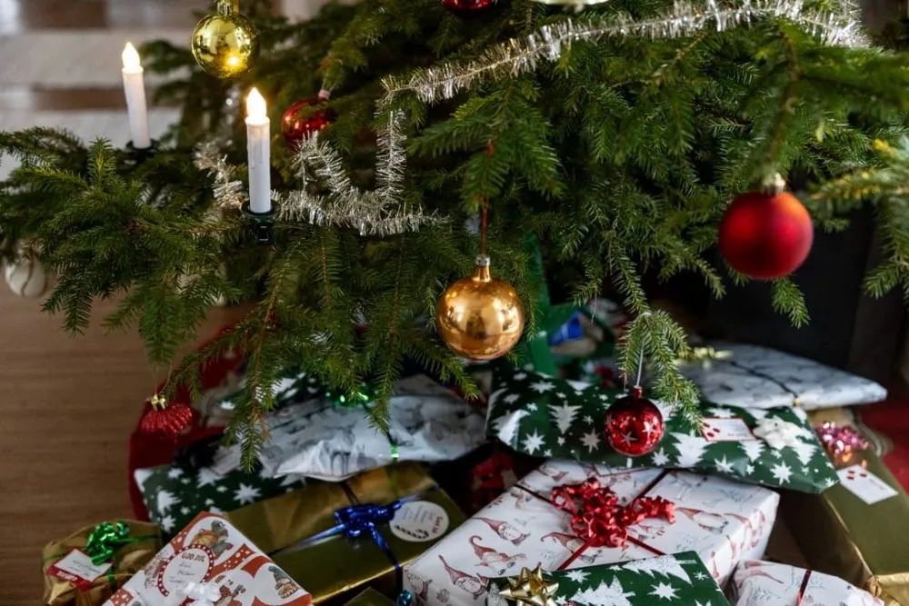 Swedish Agency Clarifies Safety of Eating Christmas Tree Needles