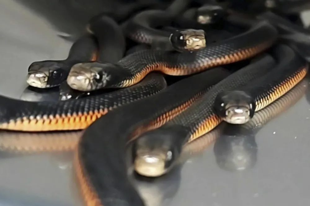 Record Discovery: 102 Red-Bellied Black Snakes Found in Sydney Garden