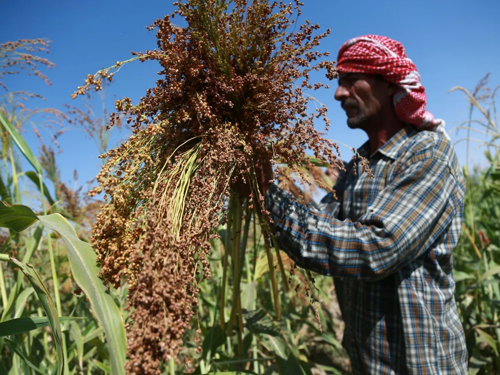 Syria Receives First Wheat Shipment Since Al-Assad's Ouster, Highlighting Economic Recovery Efforts