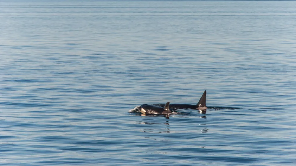 Tahlequah, the grieving orca mother, repeats her sorrowful display after new calf's death