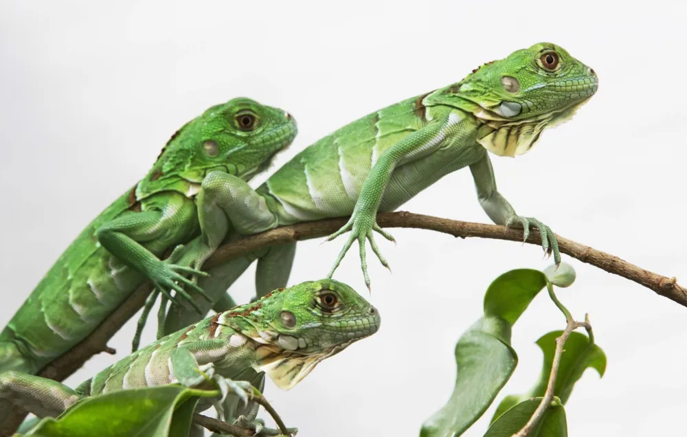 Taiwan Plans Humane Cull of 120,000 Green Iguanas to Protect Agriculture