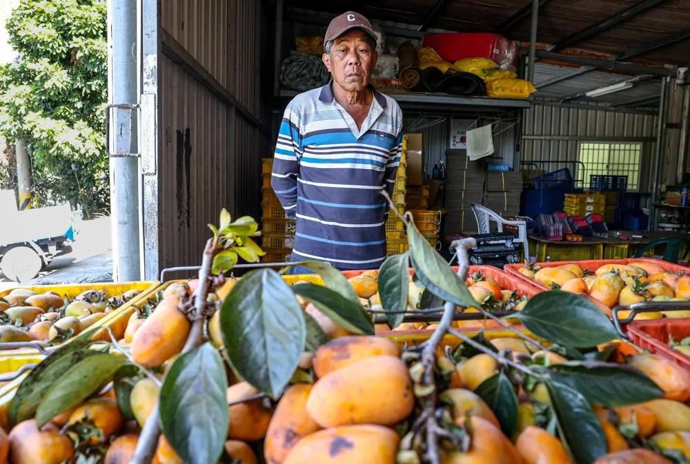 Taiwan's Persimmon Industry Faces Decline Amid Rising Temperatures and Extreme Weather