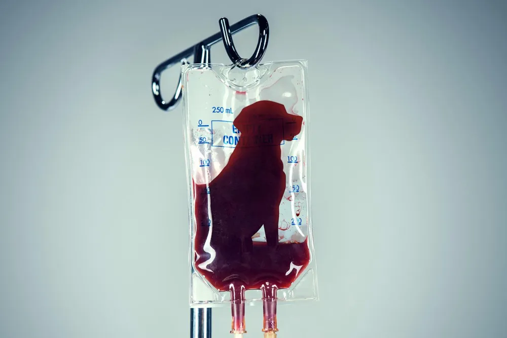 The Controversial Source of Life-Saving Canine Blood in California