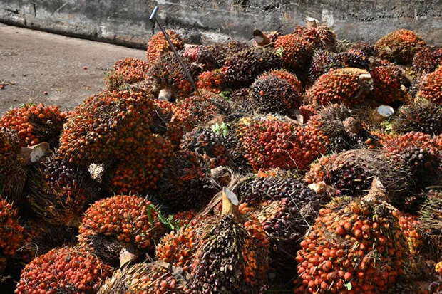 The End of Cheap Palm Oil: Stagnant Output and Rising Biodiesel Demand Shift Global Prices