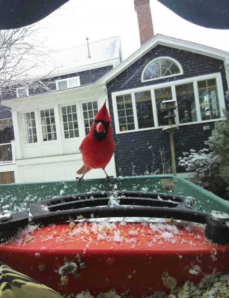 The Rise of Smart Bird Feeders: Transforming Bird-Watching Engagement