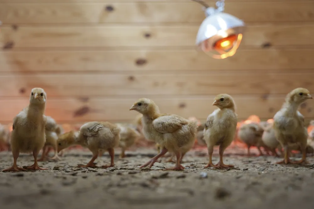 Thousands of Chicks Abandoned in USPS Truck Cause Crisis at Delaware Shelter