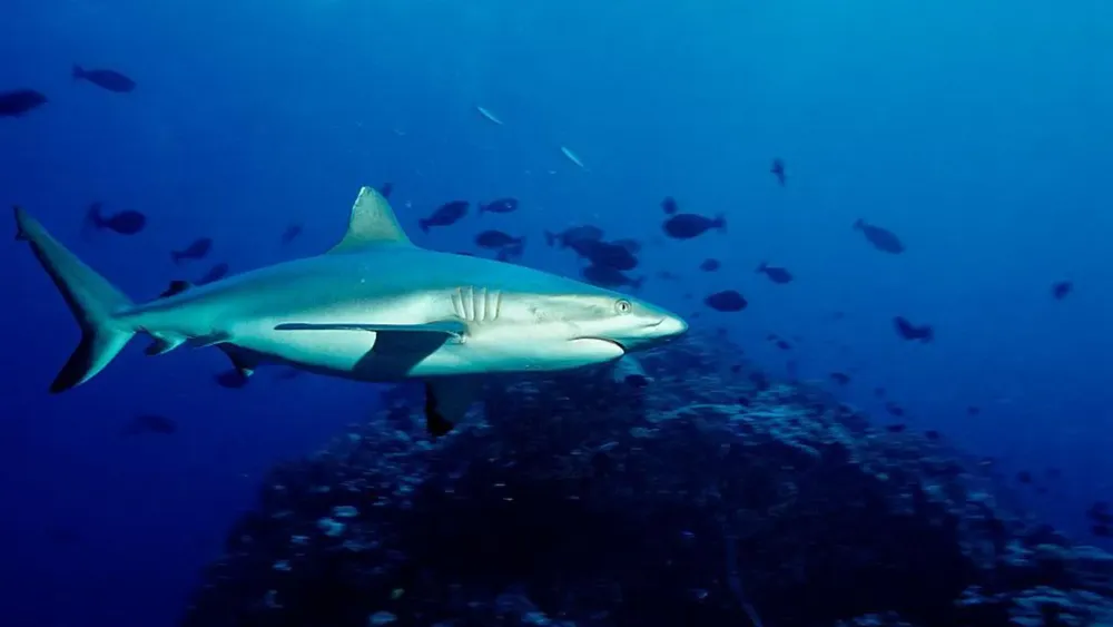 Youth Pastor Luke Walford Dies in Shark Attack While Spearfishing at Great Barrier Reef