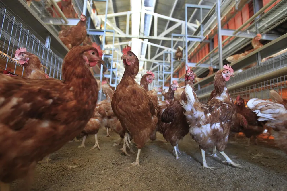 Trump Administration Lawsuit Claims California's Animal Welfare Laws Inflate Egg Prices