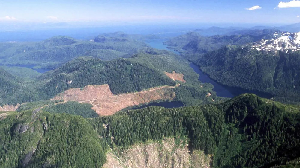 Trump Administration to Revoke Roadless Rule, Opening 58 Million Acres of National Forests to Logging