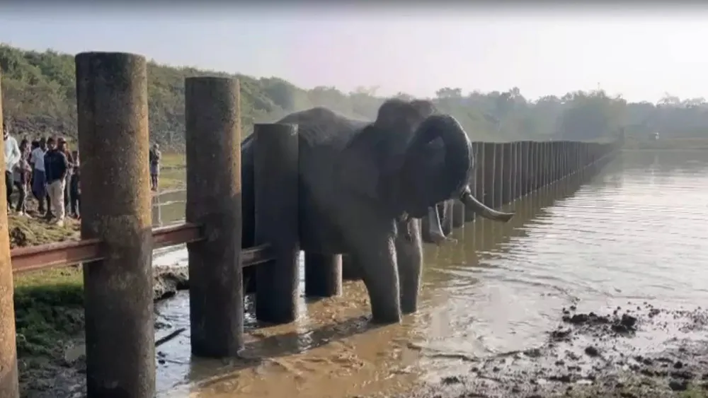 Tusker Rescued from Pillar Barriers in Nagarahole Tiger Reserve