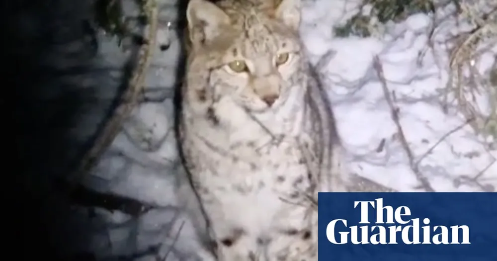 Rogue Rewilding Fears Grow as More Lynx Sighted in Scotland's Cairngorms