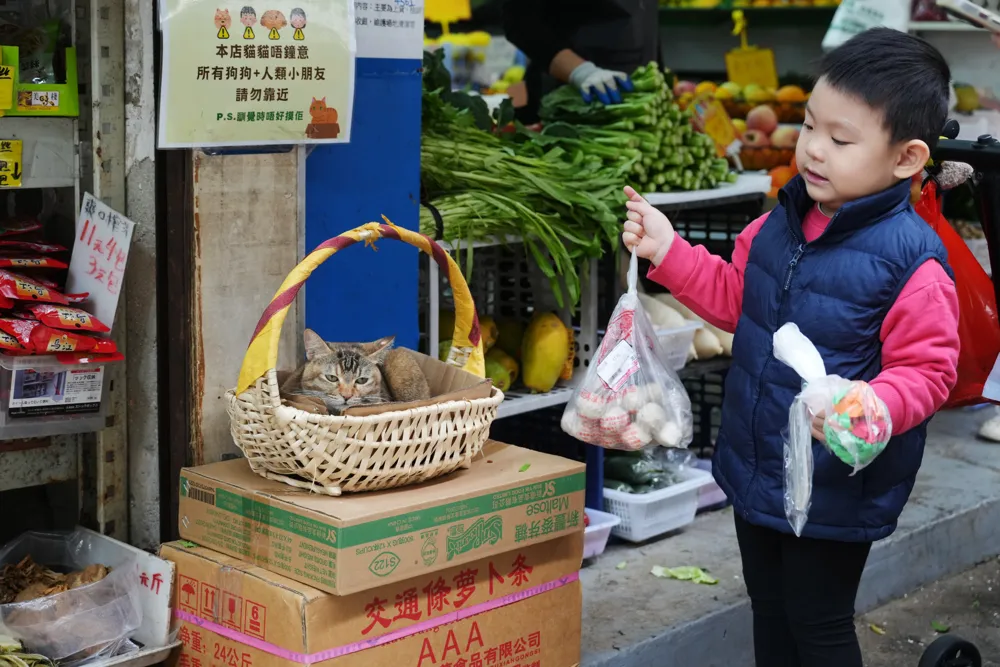 Two proposals to enhance cat health and pet food regulations in Hong Kong