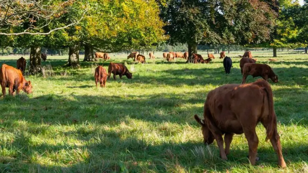 UK Implements Immediate Ban on German Livestock Imports Following Foot-and-Mouth Disease Outbreak