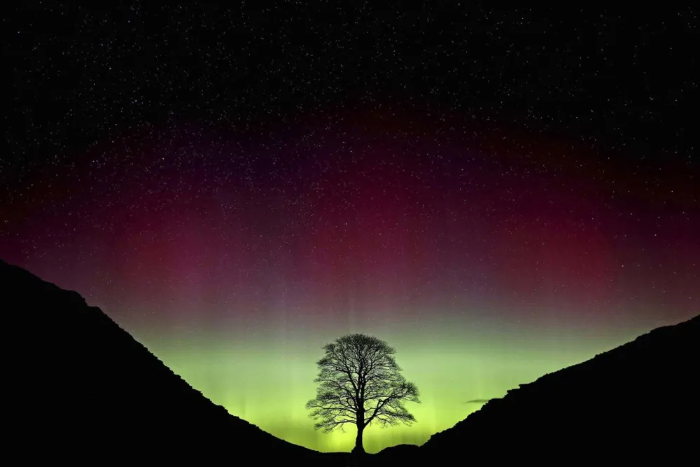Two men sentenced for felonious act against iconic Sycamore Gap tree in England